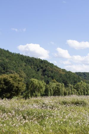 field of reeds