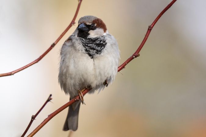 House sparrow bird on brown tree branch