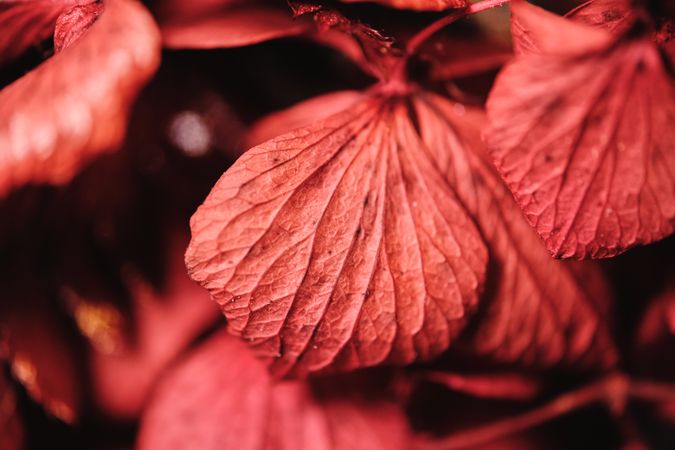 Closeup of red leaves in garden