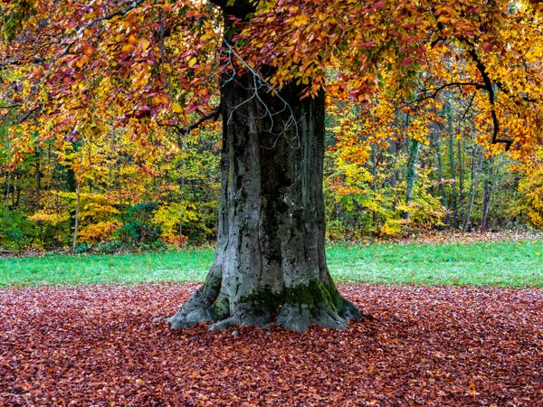 Bright autumn colors in the Vosges mountains. Alsace.