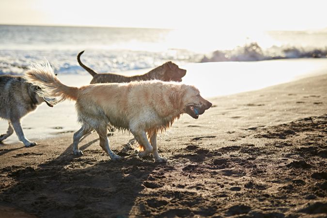 Dogs running near waving sea
