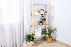 Cozy hobby - growing indoor plants at home