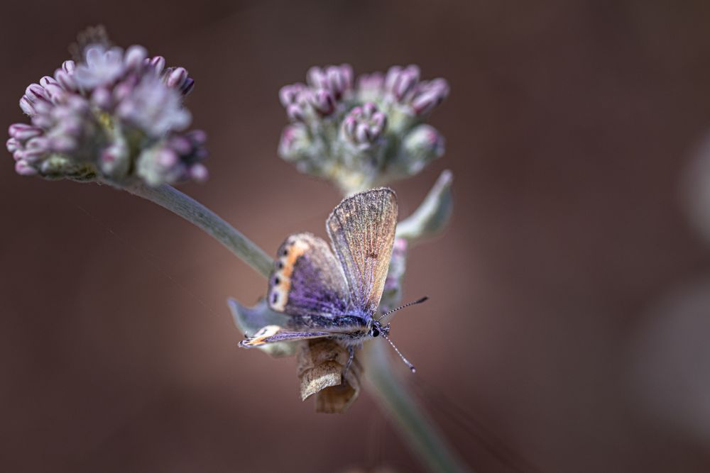 Butterfly on green and pink plant with selective focus