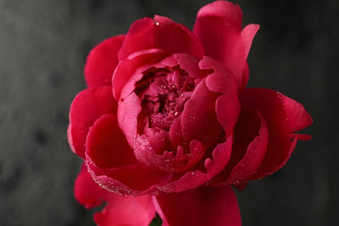 Beautiful pink peony flower with water drops against dark background, closeup and space for text