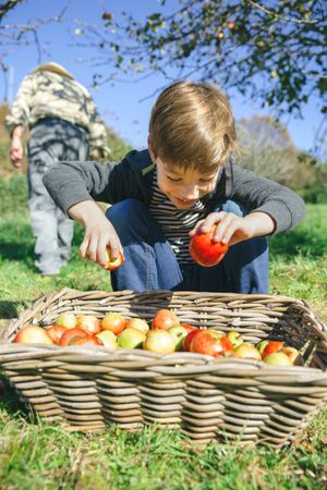 Happy boy putting apples in wicker basket from harvest