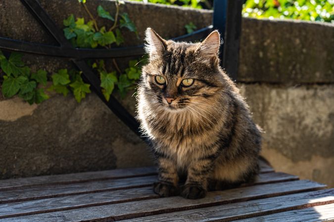 Cute stray cat on the park bench