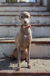 Funny dog sitting on stairs