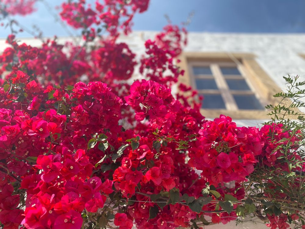 Red Bougainvilleas Below Window