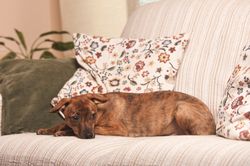 dog lying quietly on the couch