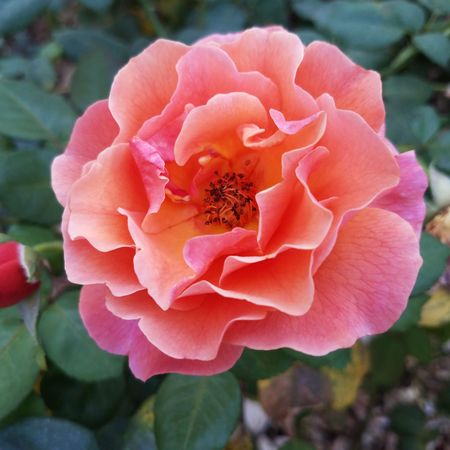 Carmine pink rose