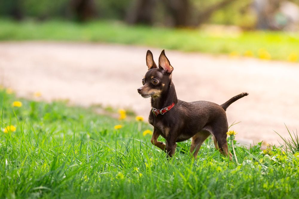 Dark chihuahua on green grass field