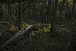 Tree trunk fallen in forest