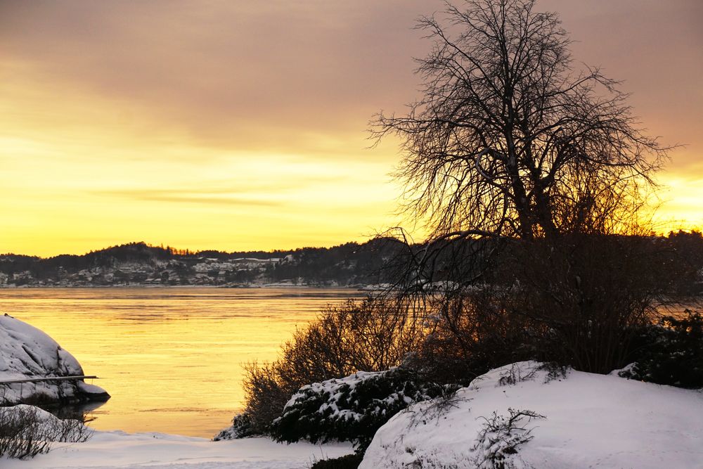 Bare tree silhouette at snowy riverside in sunset