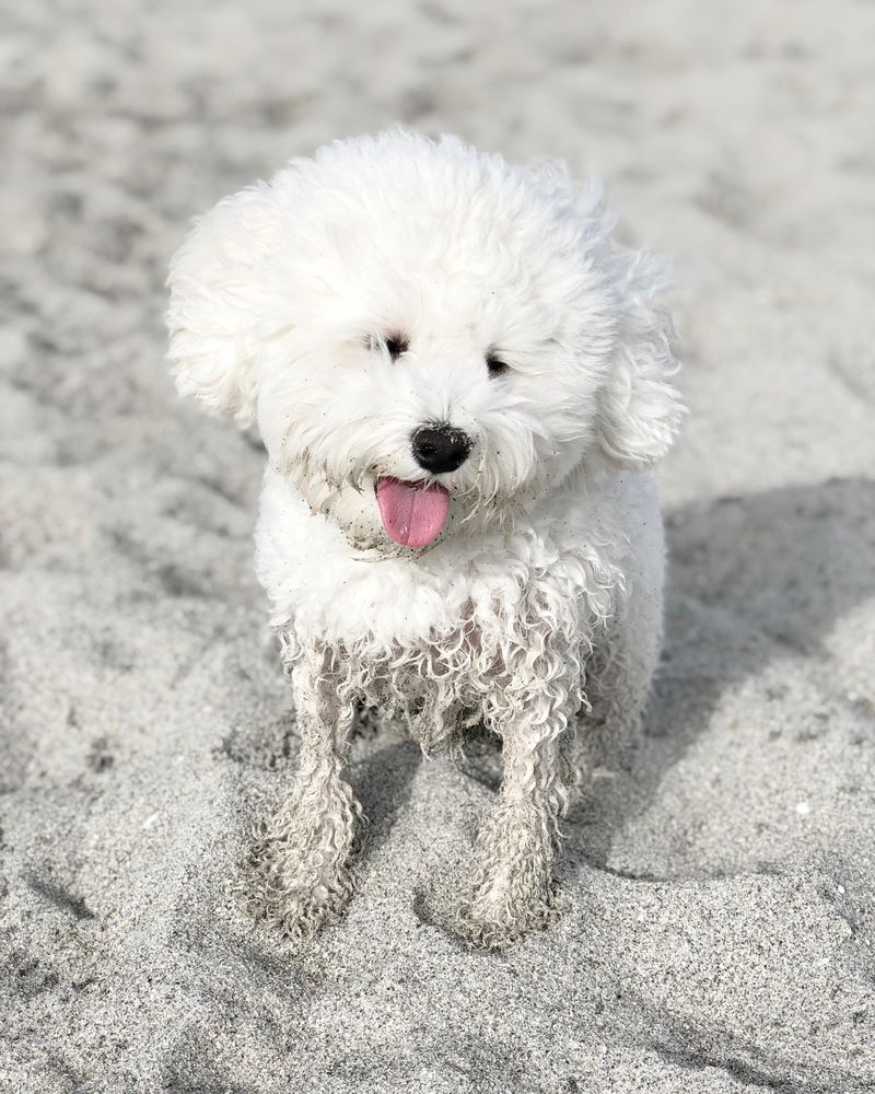Bichon dog with wet feet standing on sand