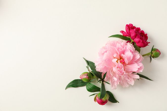 Flat lay composition with beautiful peonies on light background, space for text and top view