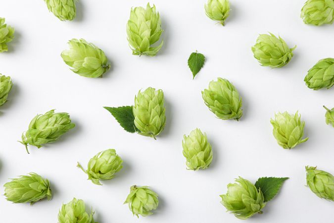 Flat lay composition with hop on background, close up