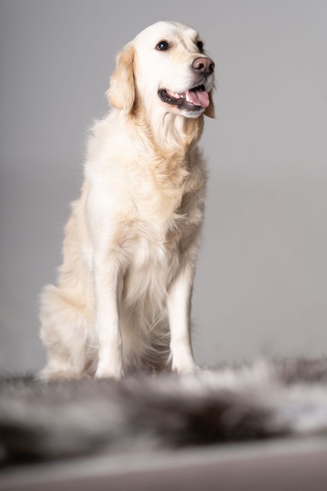 Cute golden retriever sitting up on fluffy rug
