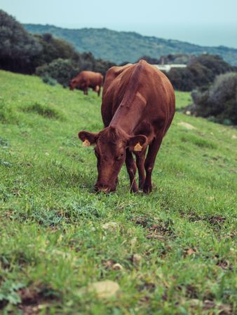 Cows pasturing on grassy meadow in Menorca