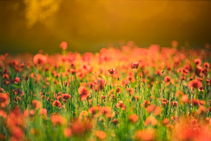 Poppy field with selective focus