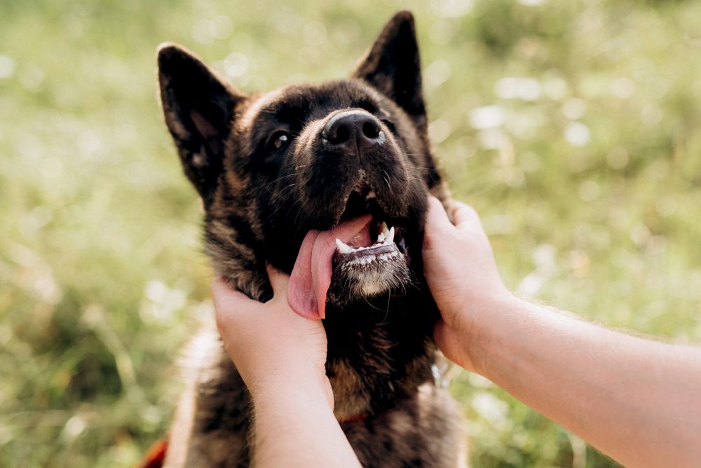 Person petting German shepherd