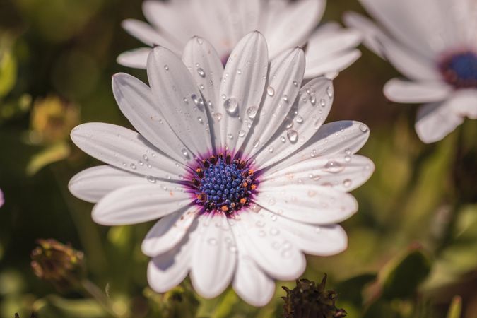 Daisy with droplets and blue pink center