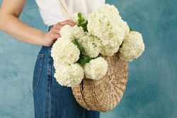 Beautiful fashionable woman with hydrangea flowers. Spring plant