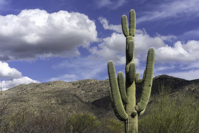 Saguaro cactus at Saguaro National Park in Tucson, Arizona