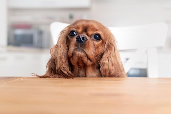 Cavalier spaniel sitting patiently on chair at the dining table