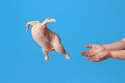 Meat consumerism and veganism concept