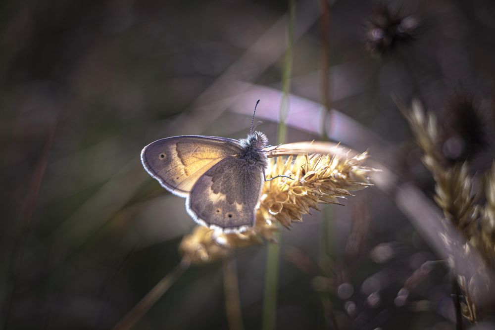 Moth perched on dry plant