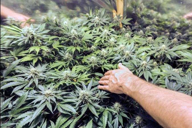 A man’s arm reaching atop marijuana plants