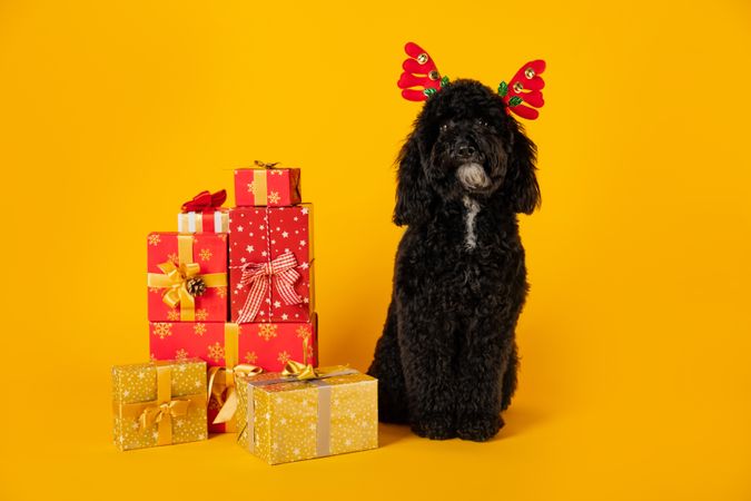 Concept of Merry Christmas, funny Christmas dog
