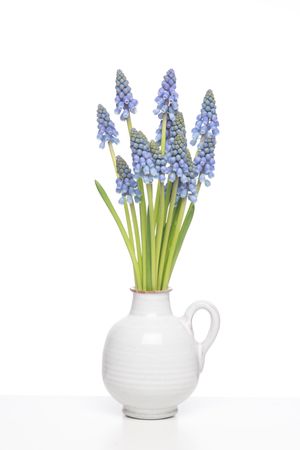 Bouquet of blue Grape hyacints in a vase on a shelf