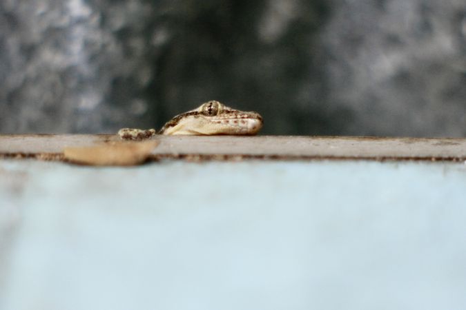 Gecko’s head resting on table