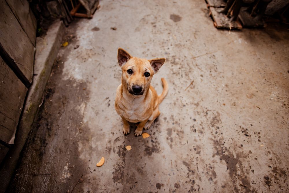 Brown short coated dog sitting on gray concrete floor