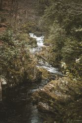Raging river flowing through old forest