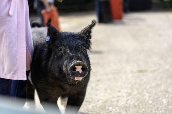 A hog being shown at the Itasca County Fair in Grand Rapids, MN