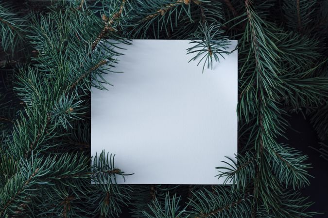 Christmas pine tree branches with paper card