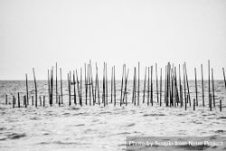 Grayscale photography of sea rods 4Nxm90