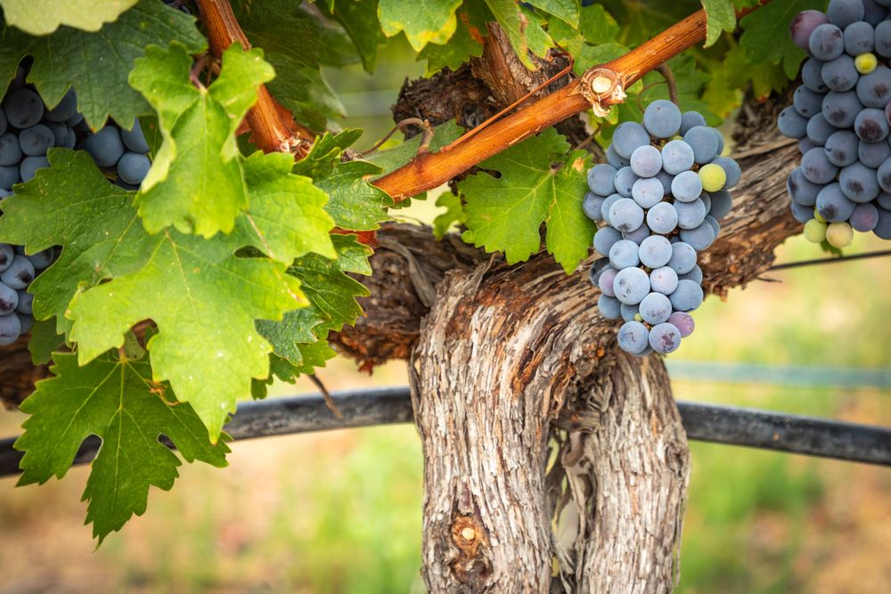 Lush Wine Grapes Clusters Hanging On The Vine