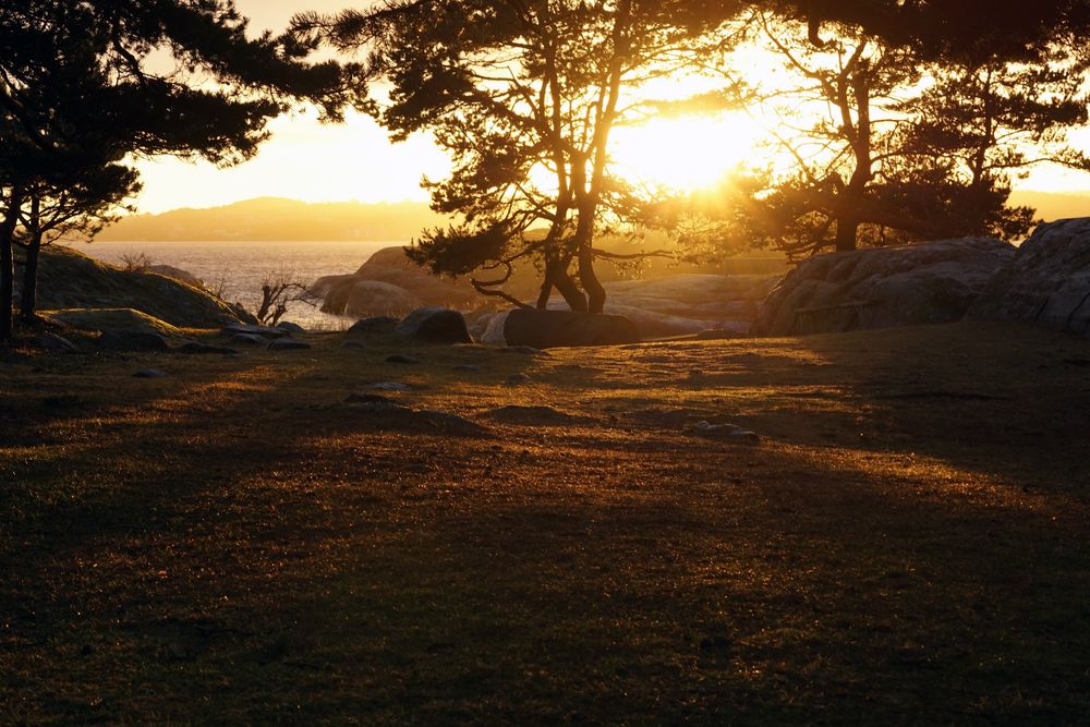 Peaceful meadow in pine forest near lake at sunset