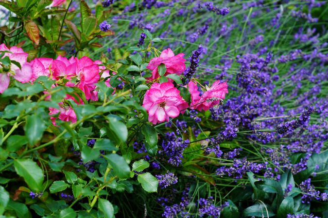 Various flowers growing in garden