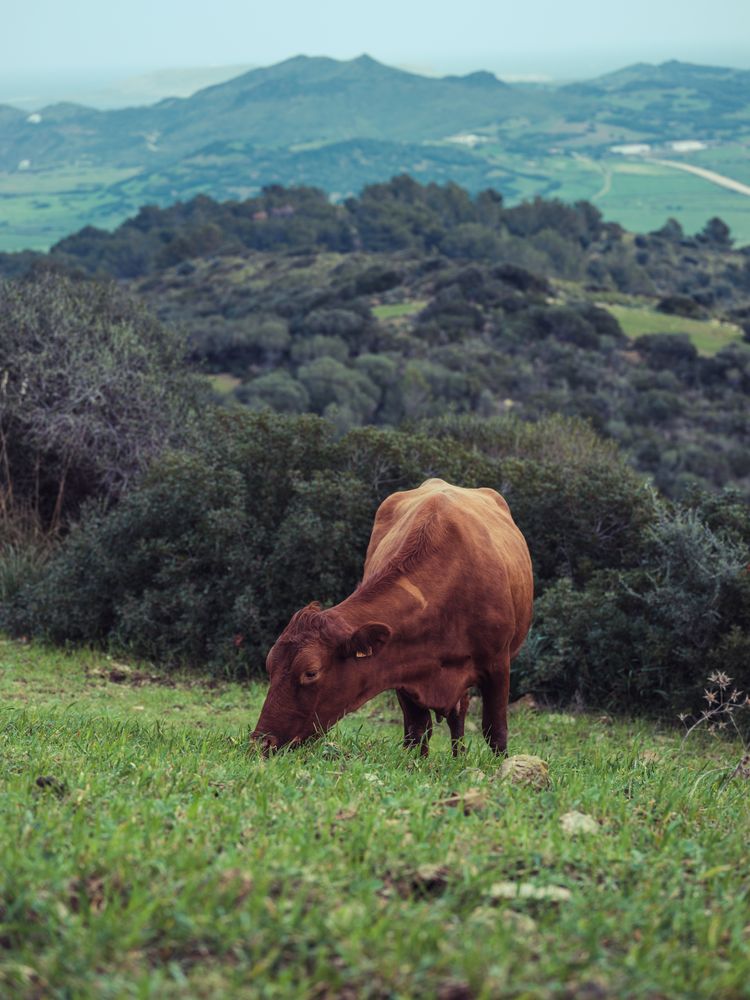 Cow grazing on grassy field in Menorca