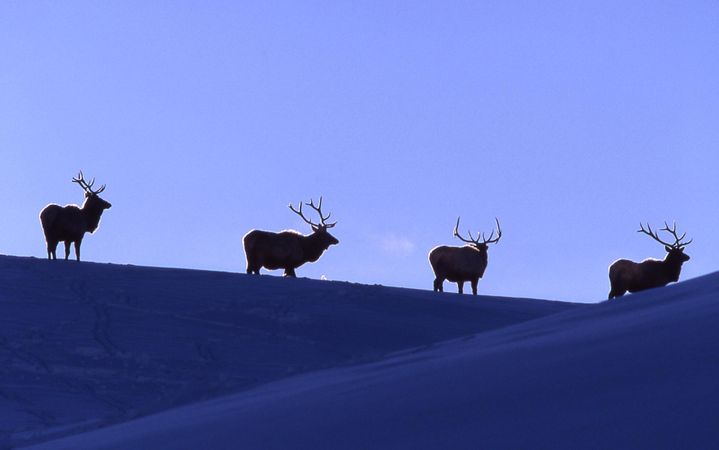 Bull elk standing on ridge in Yellowstone National Park