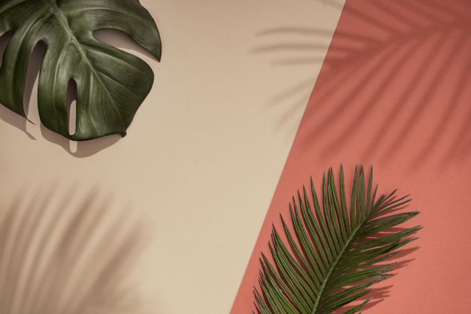 Top view of green tropical leaf with shadow on orange and sand color background