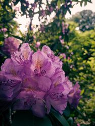 Close up portrait of a purple-pinkish bloom 