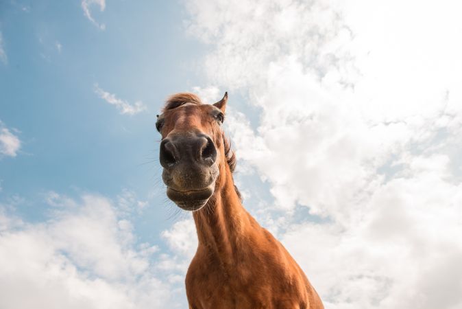from below view of crop brown horse head in a cloudy background
