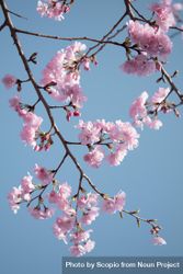 Cherry blossom under blue sky 0PWRvb