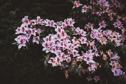 Pink lillies growing wild