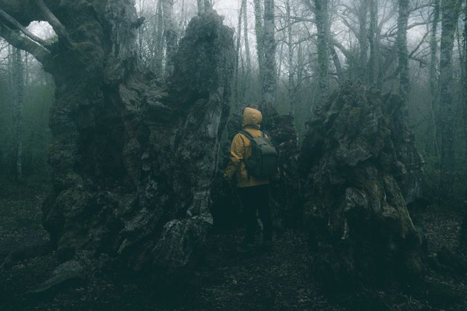 Traveller standing beside old tree covered by moss